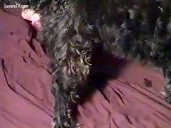 Horny girl slut taking her dog's dick into wet cunt