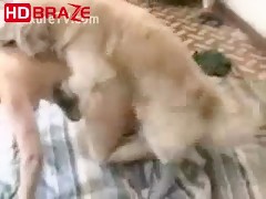 Animal creampies compilation including horse and dog sex HD