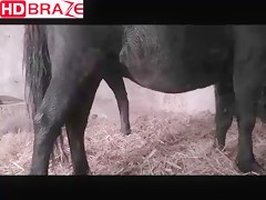Horse fucking gay at the stalls for animal porn HD 