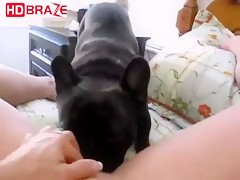 France bulldog puppy licks a human pussy