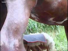 Horny whore woman rubbing pussy before taking horse's dick inside HD