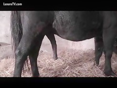 Horse sex hardcore destroys her tight cunt
