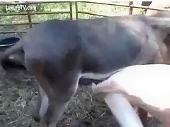 Horny gay dirty ass fucked by horse xxx