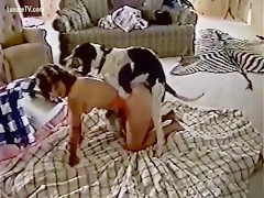 Dog porn free HD collection best of hdbraze