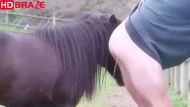Horse Girls Xxxii Video Downlod - Horse fucks a gay man orgy outside to cum animal xxx - HD Porn - Amater  Tube porn, Student Free Sex Video