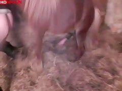Erotic porn girl creampied by horse free HD animal xxx