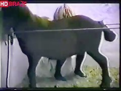 Horse fucks woman for hardcore animal sex HD