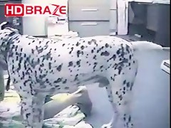Beauty Dalmatian dog drills young girl to get creampie