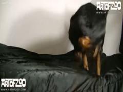 Dog porn fucking crazily dirty slut - Animal Porn - HD Porn - Amater Tube porn, Student  Free Sex Video