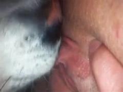 Good dog licking delicious pussy