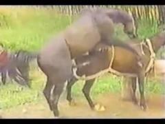 Horse fucking hardcore - porn horse