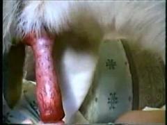 Getting creampie from dog - animal sex