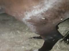 Girl Horse Piss Porn - Real Horse Pissing porn 2018 - HD Porn - Amater Tube porn, Student Free Sex  Video
